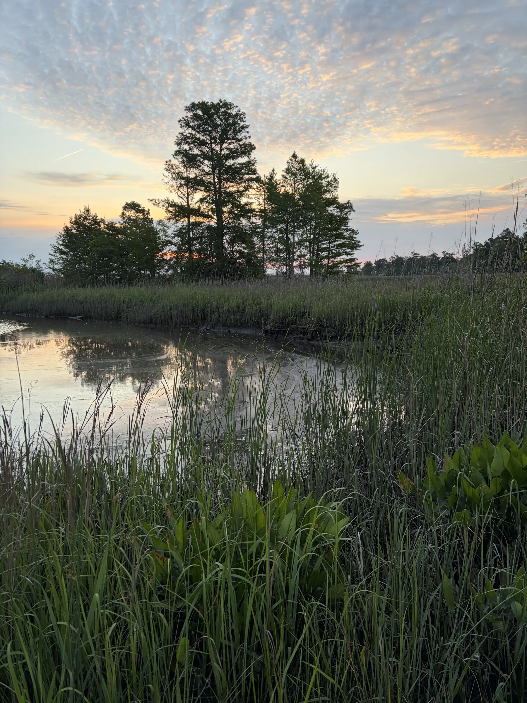 Coastal North Carolina landscape